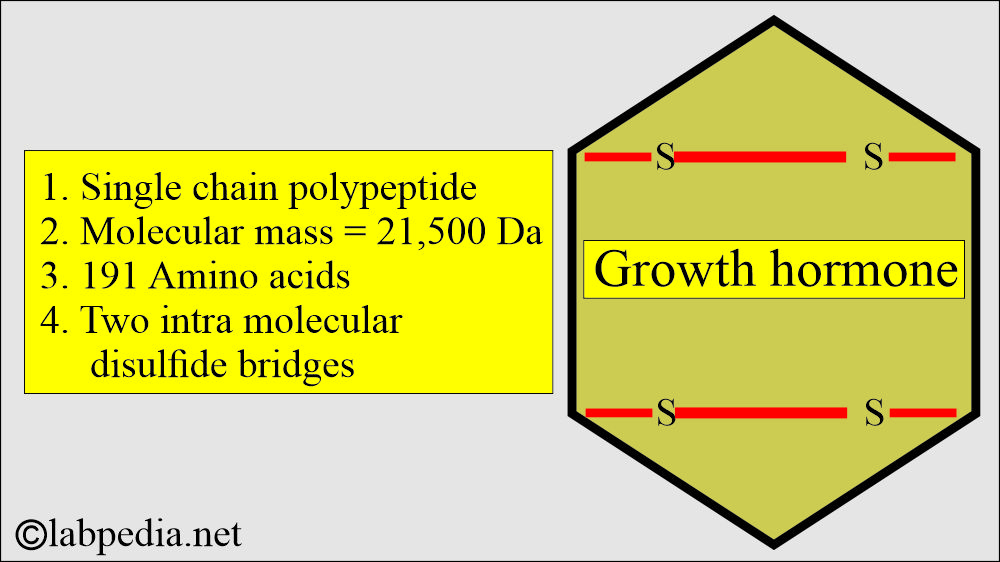 Growth hormone structure