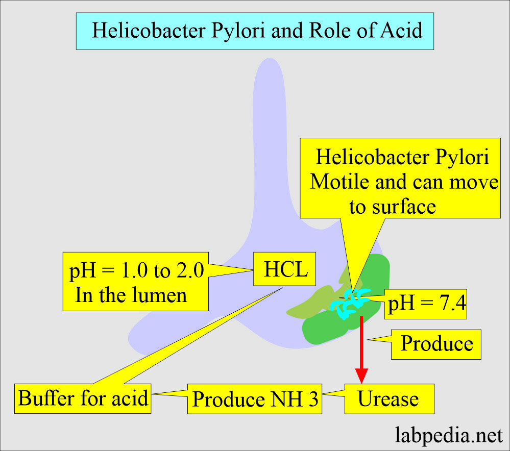 Helicobacter pylori role in gastric ulcer formation