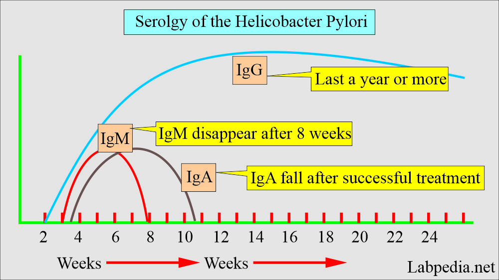 Helicobacter Pylori: Helicobacter pylori serology