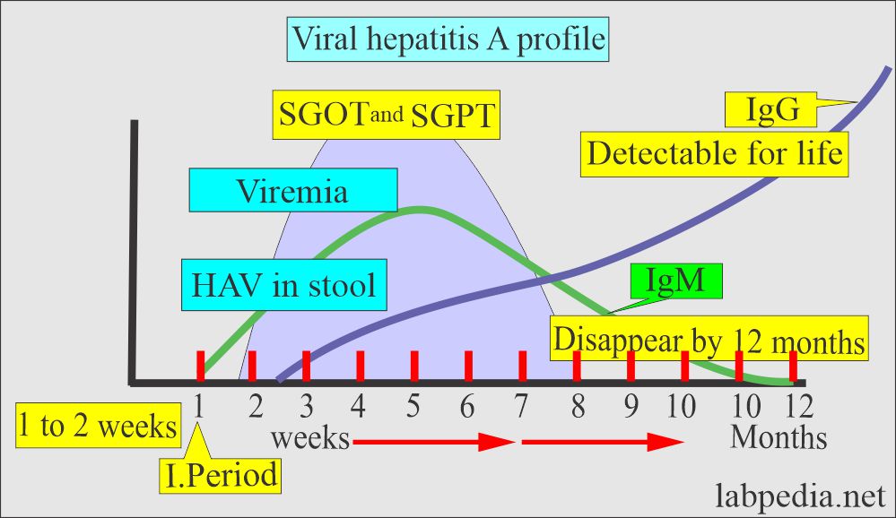 Hepatitis A virus (HAV) profile