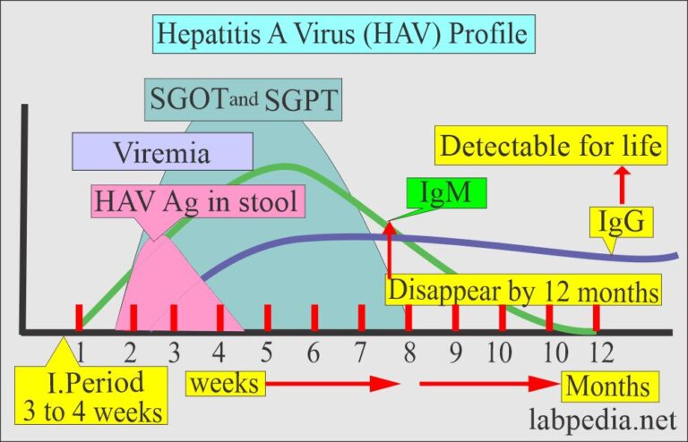 Hepatitis A Virus, HAV, Diagnosis and Treatment - Labpedia.net