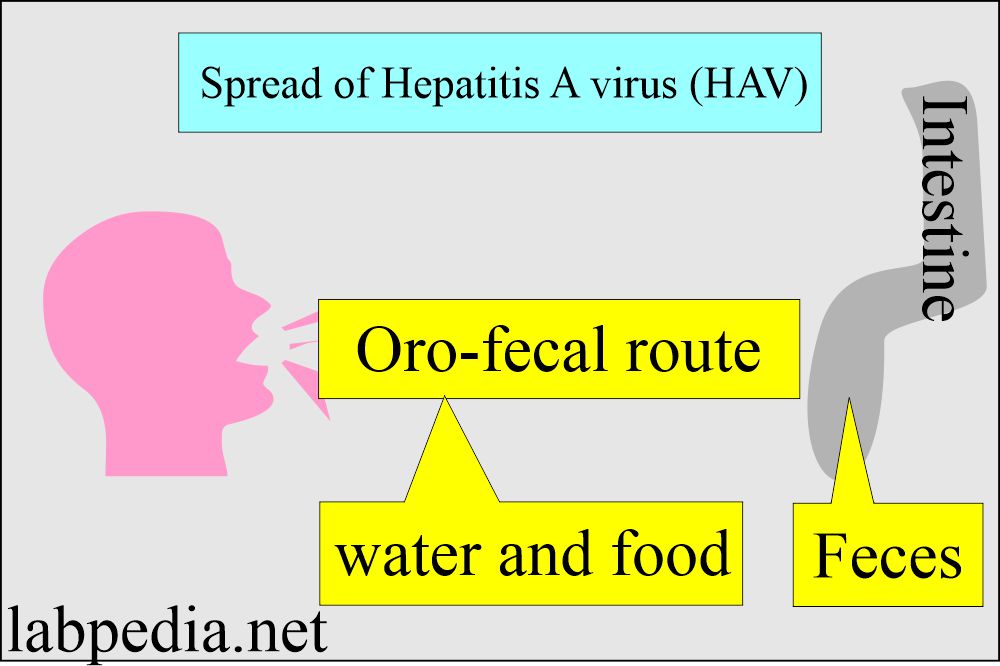 Hepatitis A Virus: HAV spread