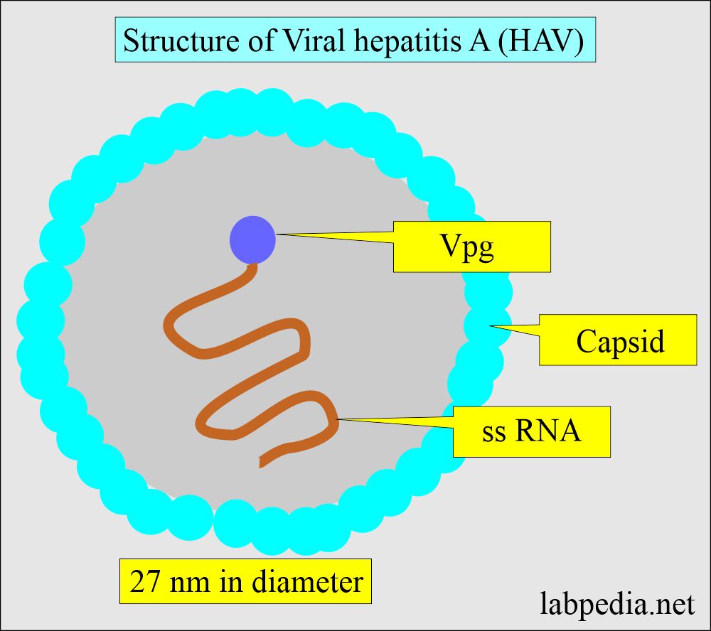 Hepatitis A virus (HAV) structure