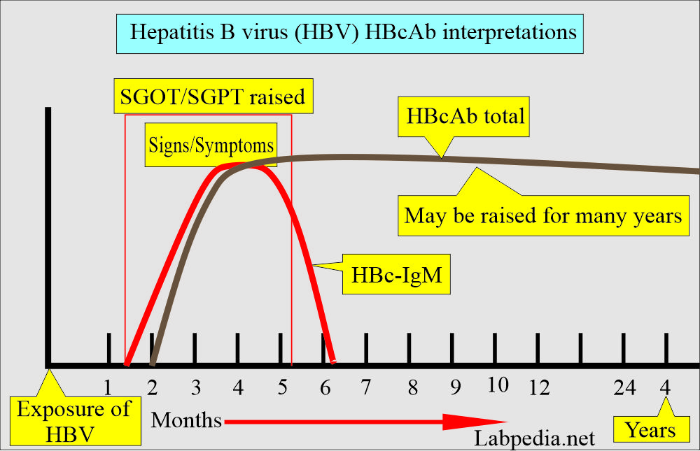 Hepatitis B virus (HBV) HBc antibody