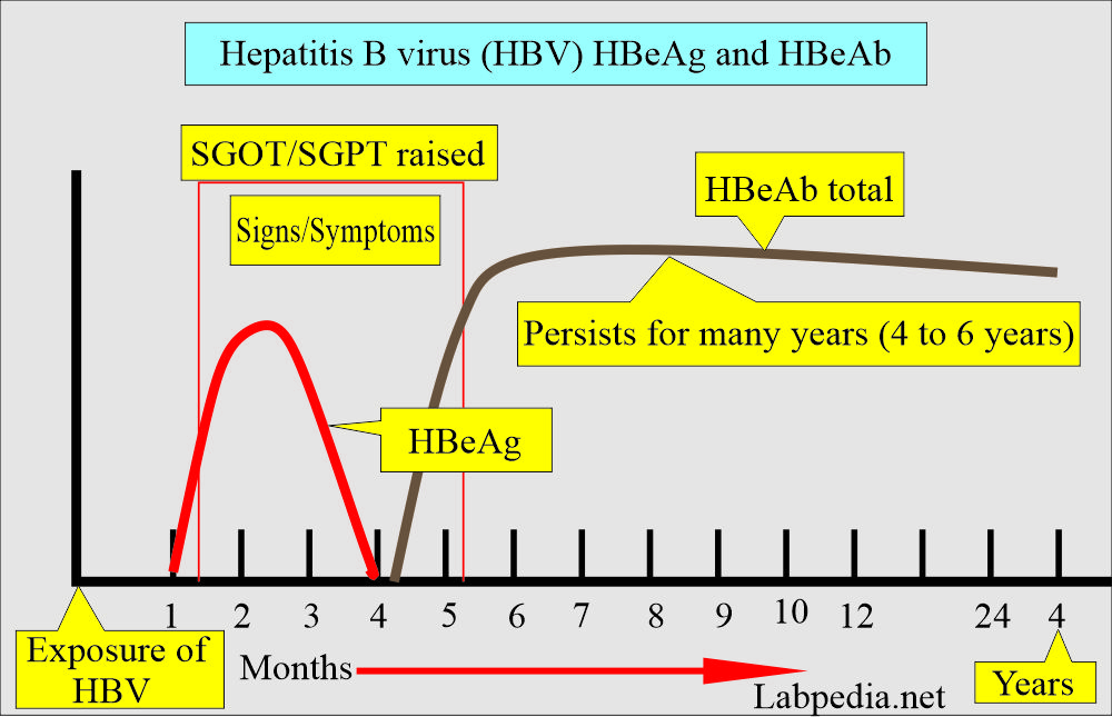 Hepatitis B virus (HBV), HBeAg and HBeAb