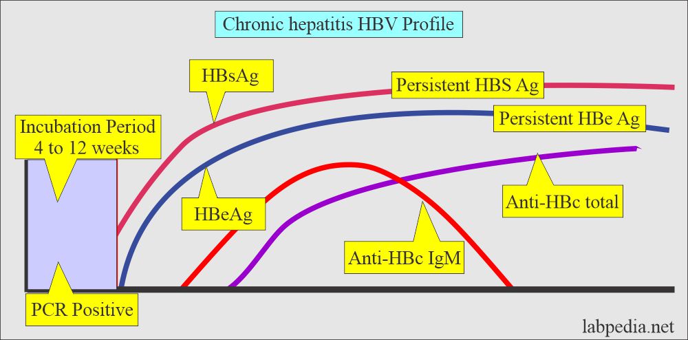 HBV chronic hepatitis profile