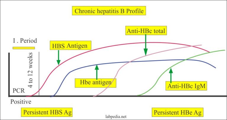 Hepatitis B Virus – Part 5 – Hepatitis Be Antigen (Hbe Ag), HBV ...