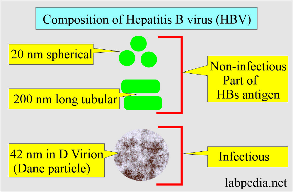 Hepatitis B Virus (HBV): Hepatitis B virus (HBV) composition