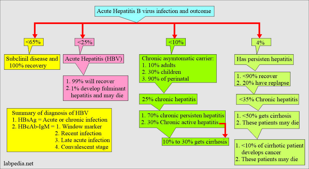 Hepatitis B Virus (HBV) infection possible outcome