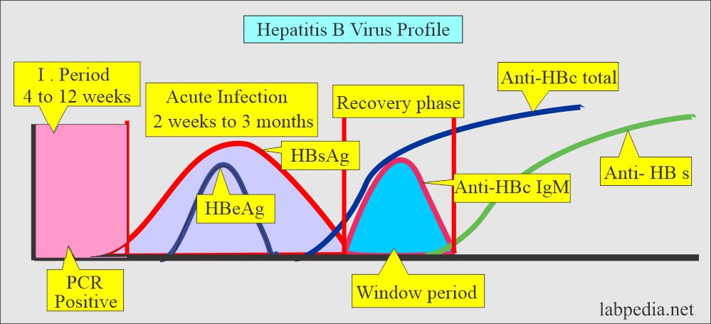 Hepatitis B Virus (HBV): Hepatitis B virus (HBV) serological profile 