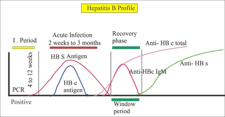 What Does Hep B Surface Ab Qual Positive Mean