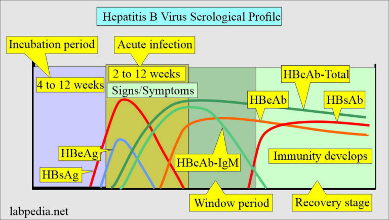 Hepatitis B Virus (HBV), Diagnosis And Treatment