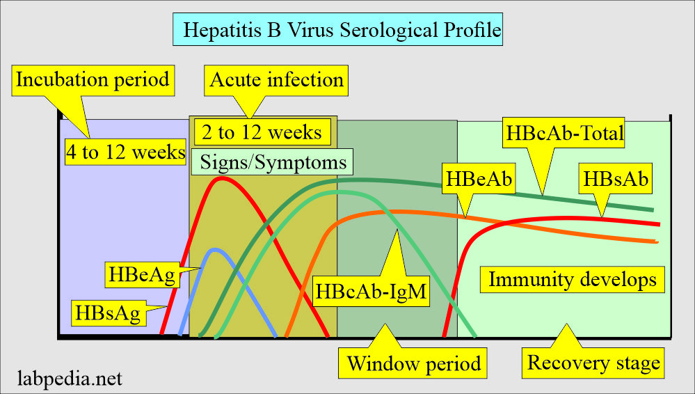 Hepatitis B Virus (HBV) serological profile