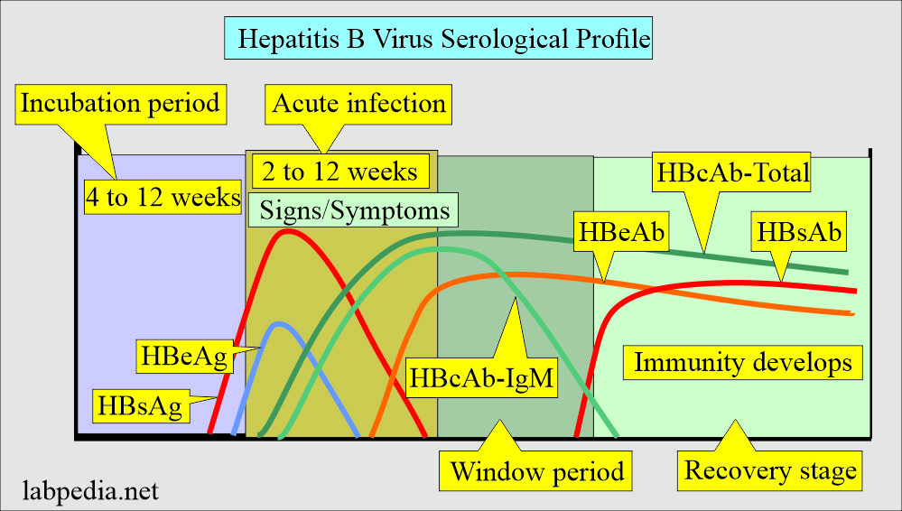 Hepatitis B Virus Hbv Diagnosis And Treatment