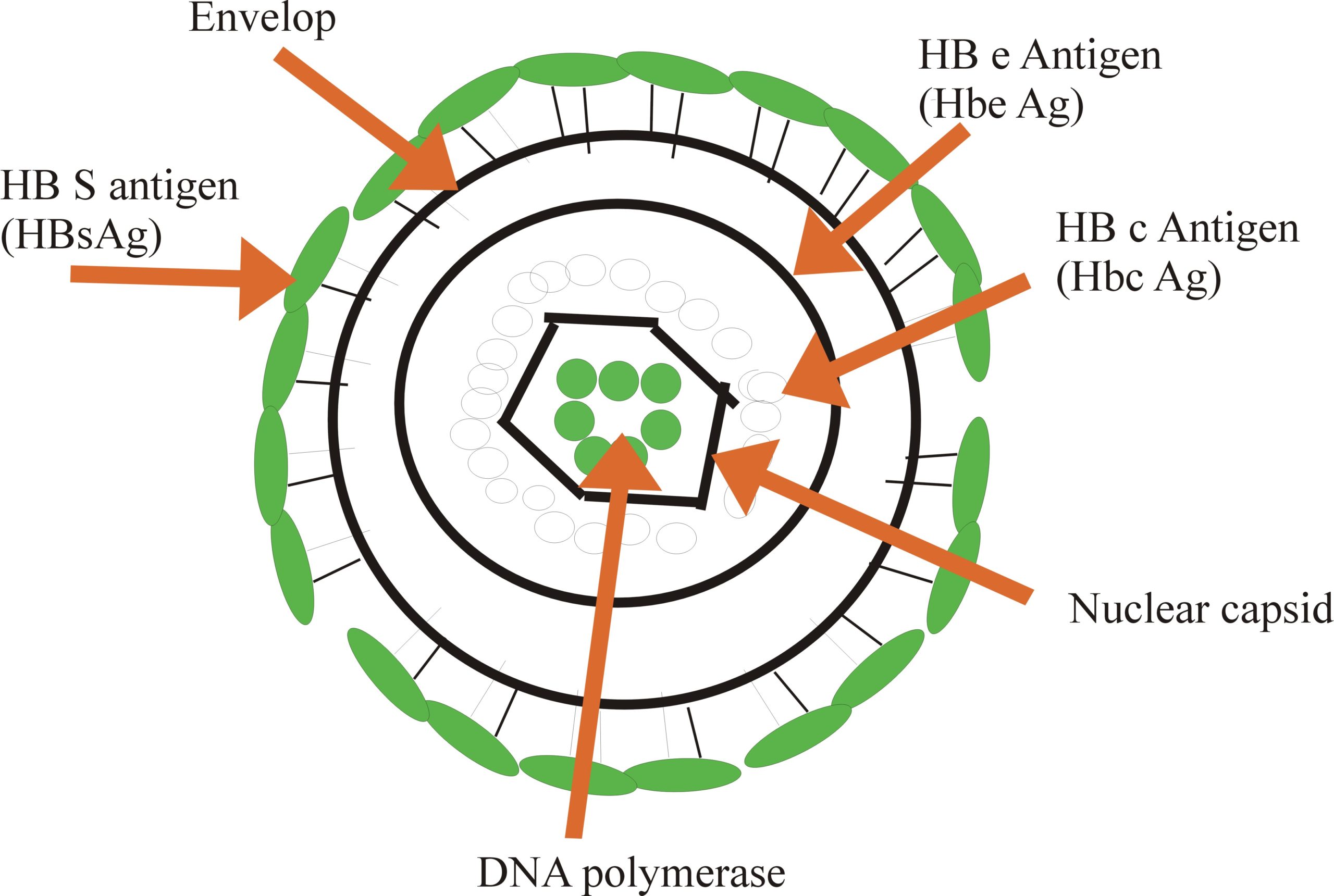 Hepatotropic Viruses Other Viruses And Their Serological Profile Labpedia Net