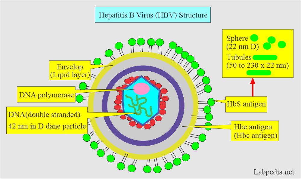 Hepatitis B virus (HBV) structure