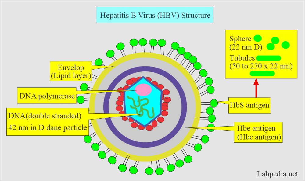 hepatitis b virus structure