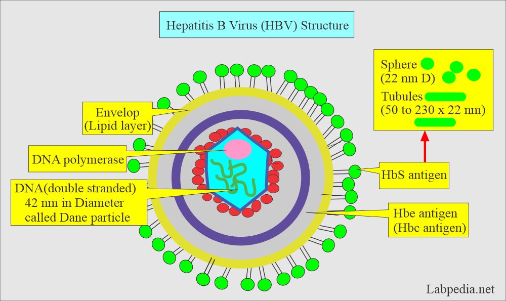 Hepatitis B Virus (HBV): HBV structure