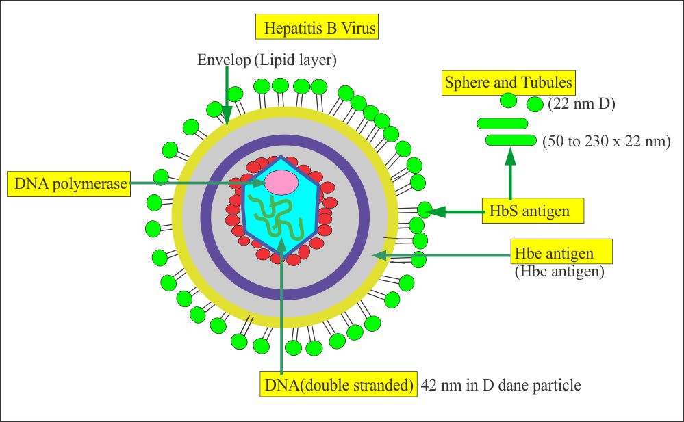 Hepatitis B Virus Part 4 Anti Hbs Antibody Elisa Hbv Labpedia Net