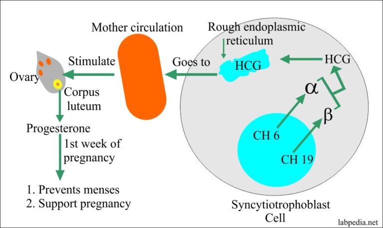 Pregnancy Test:- Part 1 – Normal Pregnancy, Beta-HCG, Human Chorionic ...