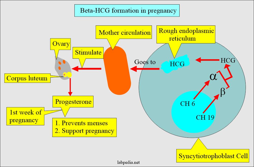 Pregnancy Test Part 1 Normal Pregnancy Beta Hcg Human Chorionic Gonadotropin Hcg Ectopic Pregnancy Labpedia Net