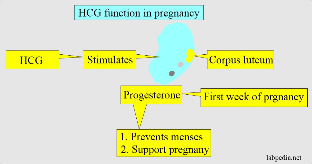 HCG function in pregnancy
