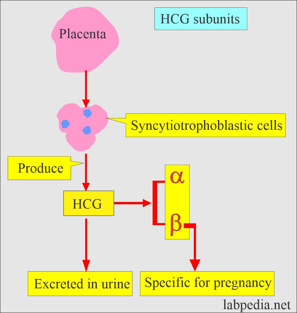 Beta-HCG Level: HCG subunits