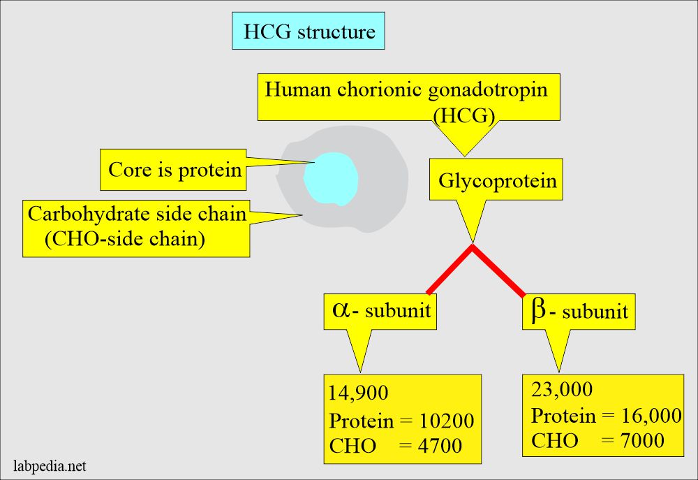 HCG molecular structure