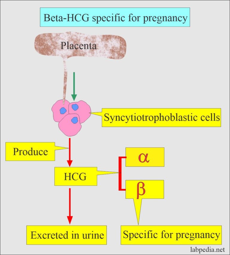 Pregnancy Test Part 1 Normal Pregnancy Beta Hcg Human Chorionic Gonadotropin Hcg 