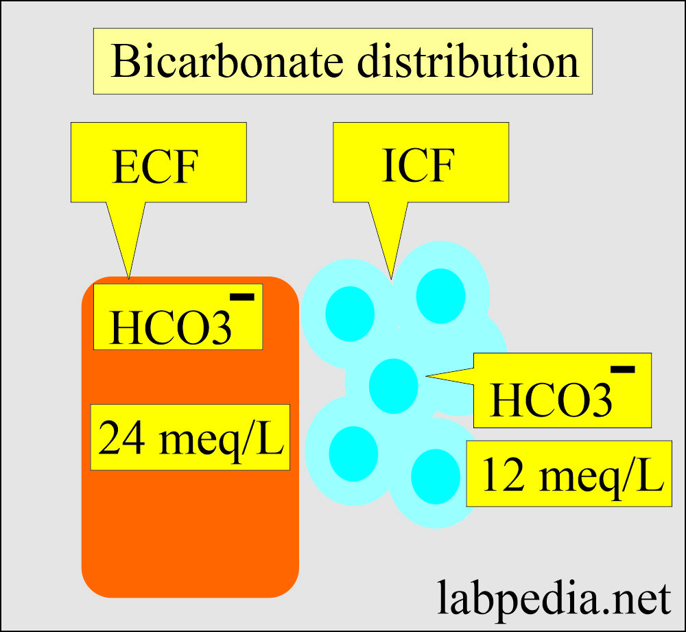 Bicarbonate (HCO3-) distribution