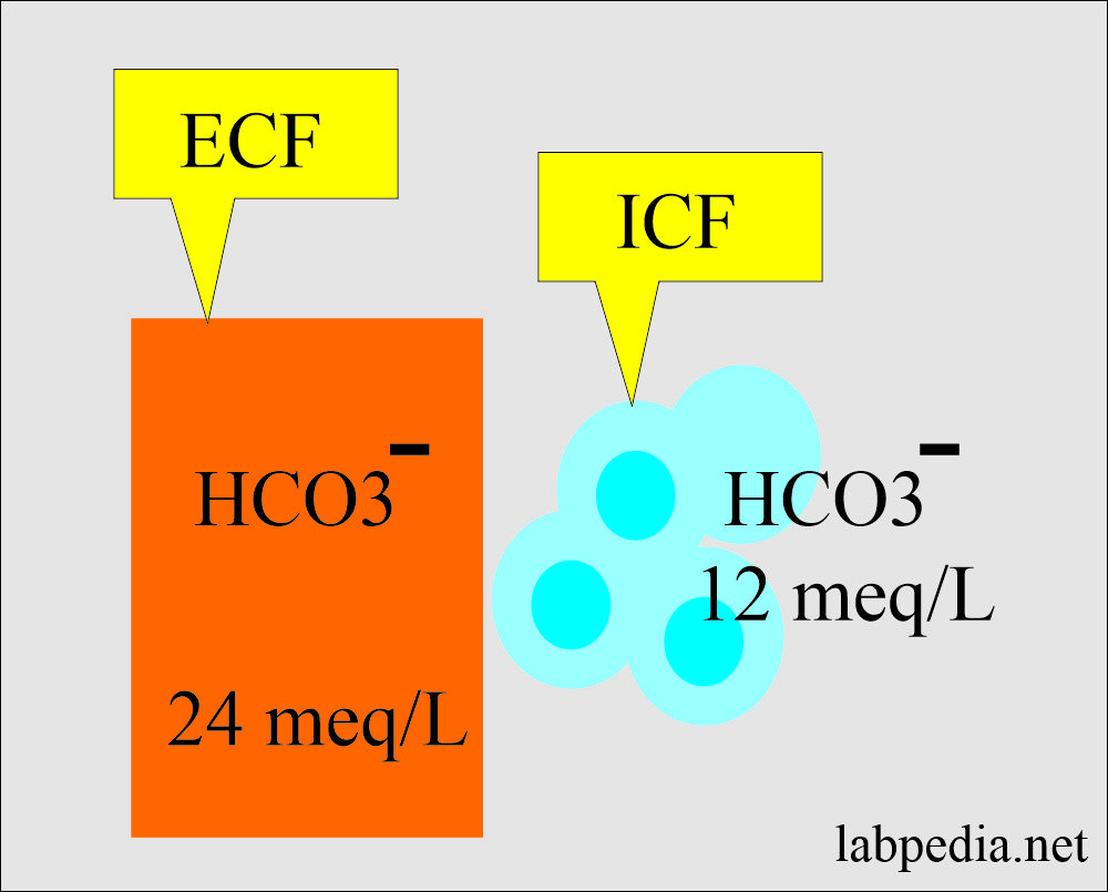 HCO3- distribution in ECF ICF