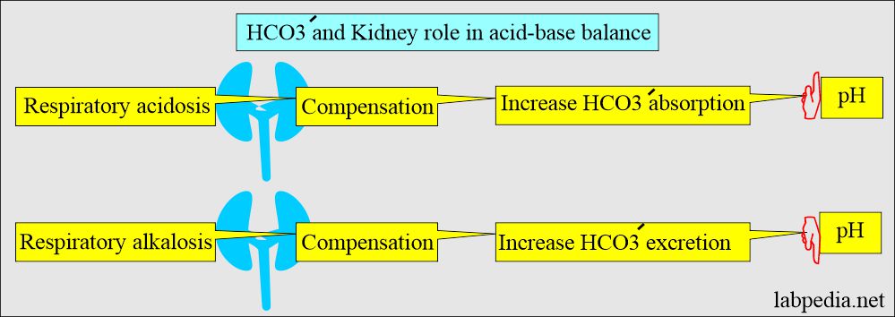 HCO3- and kidney role in acid-base balance