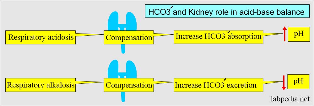 HCO3- and kidney role acid-base balance