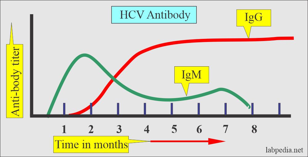 Hepatitis C Virus (HCV) antibody level in chronic disease