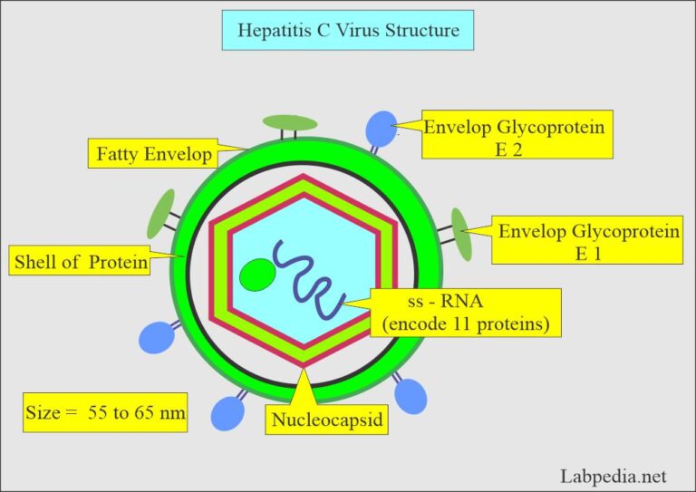 Hepatitis C Virus (HCV), HCV Profile, Diagnosis and Treatment ...