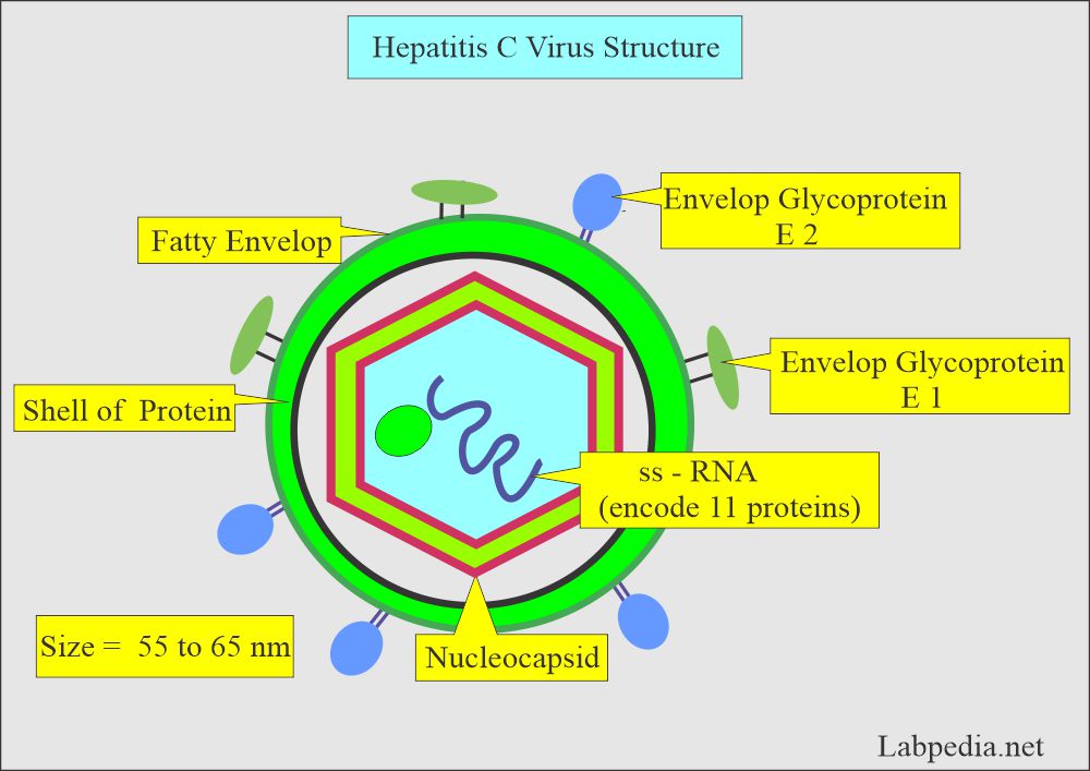 Hepatitis C Virus (HCV): Hepatitis V Virus (HCV) structure