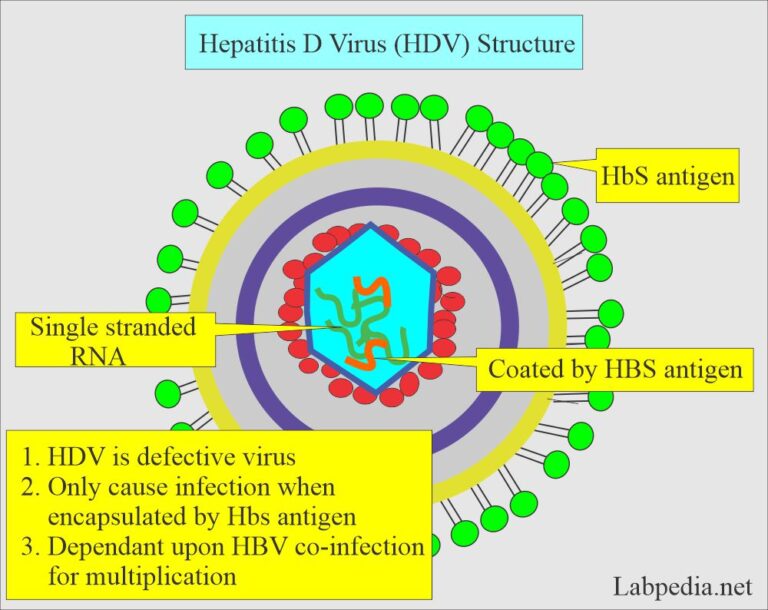 Hepatotropic Viruses and Other Viruses, Their Serological profile ...