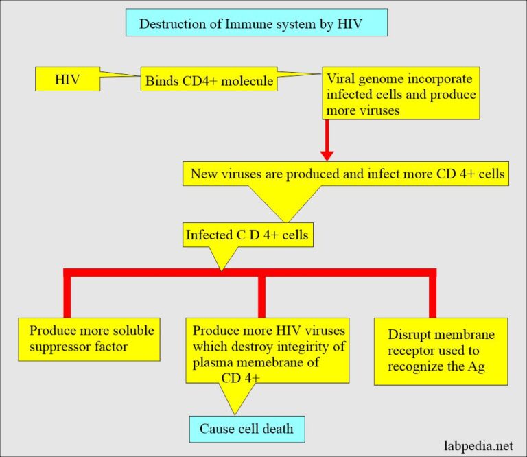 Human Immunodeficiency Virus (HIV), AIDS (Acquired immunodeficiency ...