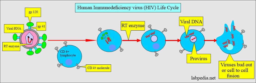 Human immunodeficiency virus (HIV) life cycle 