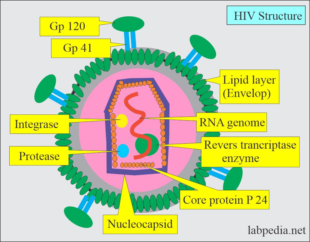 Human Immunodeficiency virus (HIV) structure