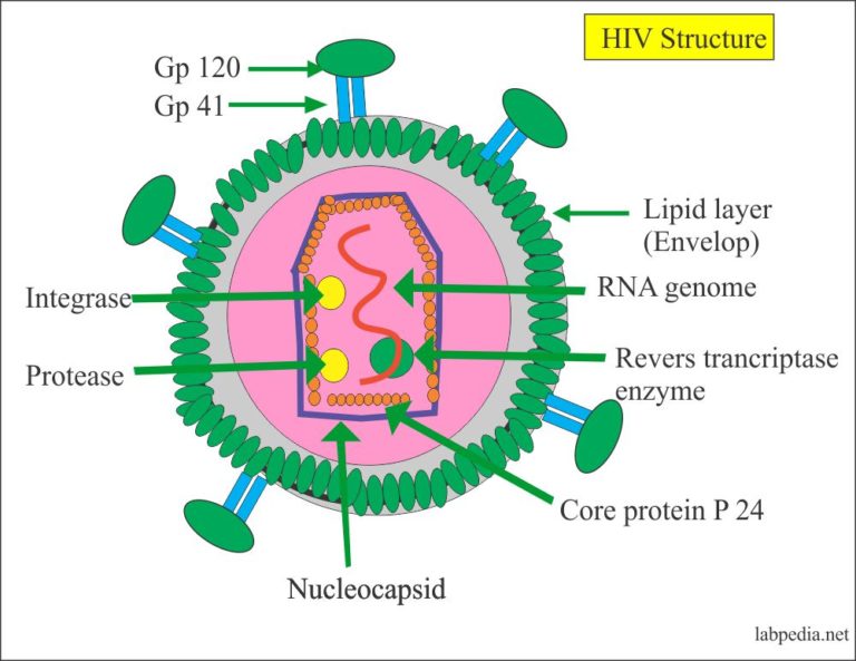 Human Immunodeficiency Virus, HIV Virus, AIDS (Acquired ...