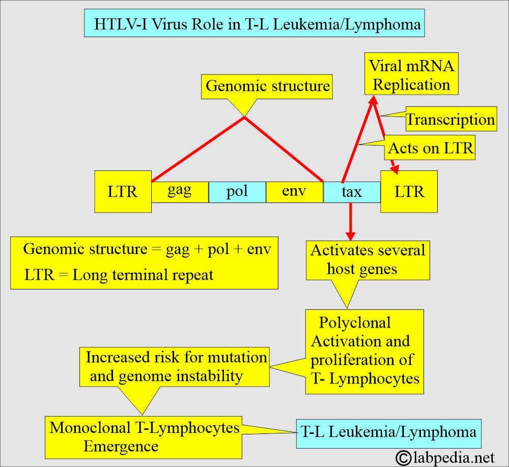 HTLV-I role in leukemia/lymphoma