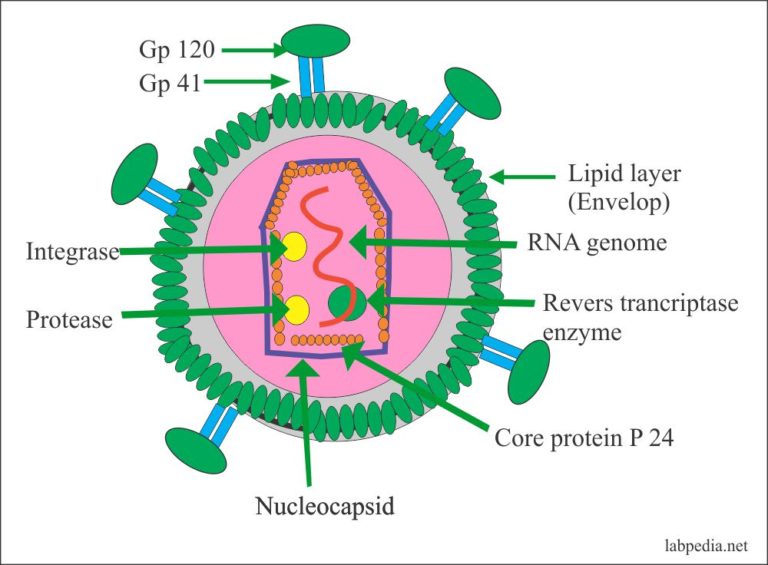 Human T-Cell Lymphotropic Virus (HTLV I/II) Antibody Test – Labpedia.net