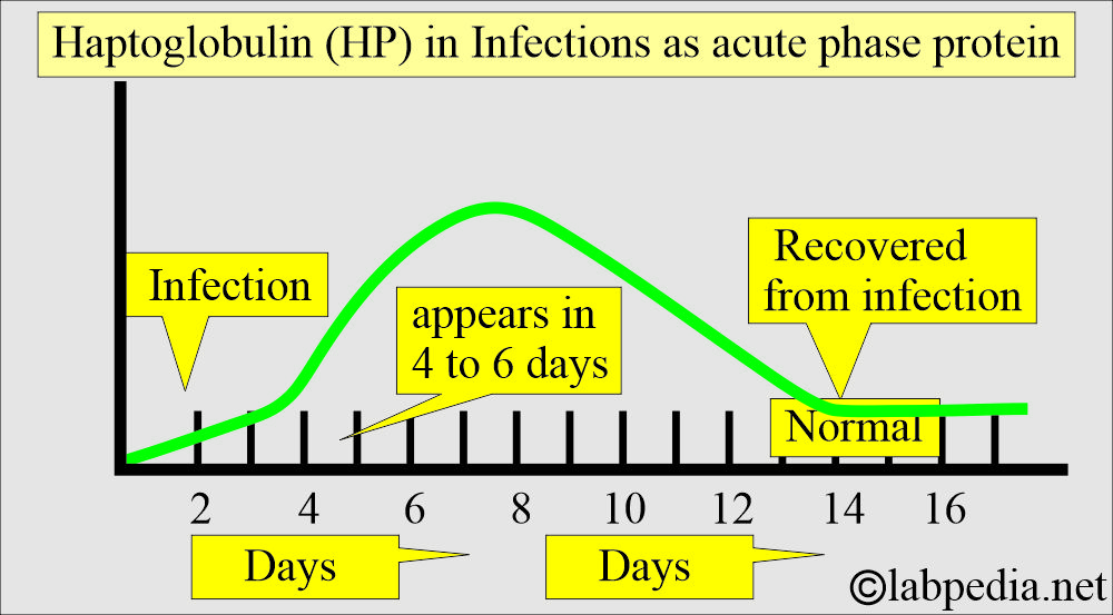 Haptoglobin as an acute phase protein Haptoglobin as an acute phase protein