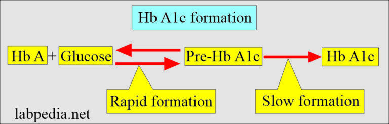 Hba1c Glycosylated Hemoglobin