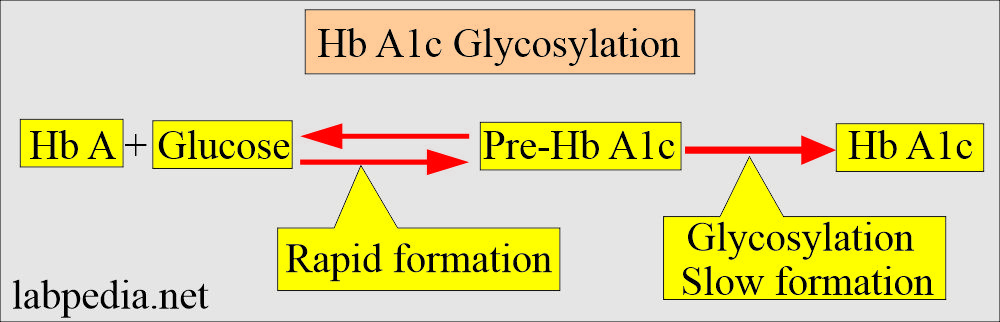 HbA1c glycosylation