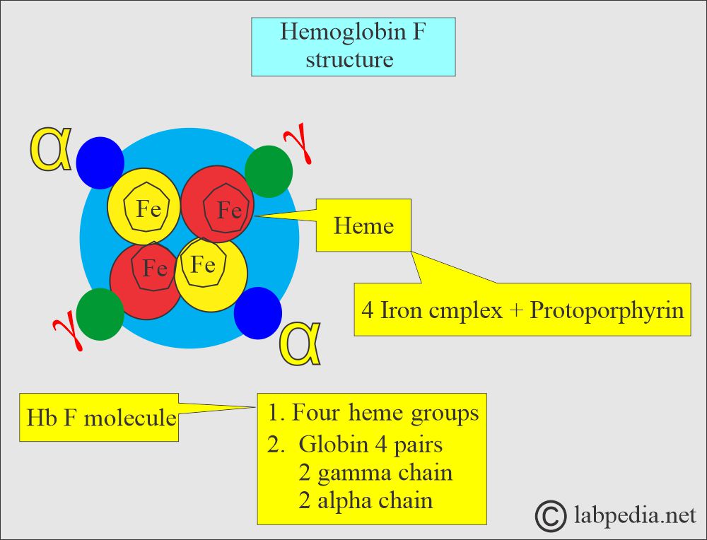 Hb F structure Hb F structure