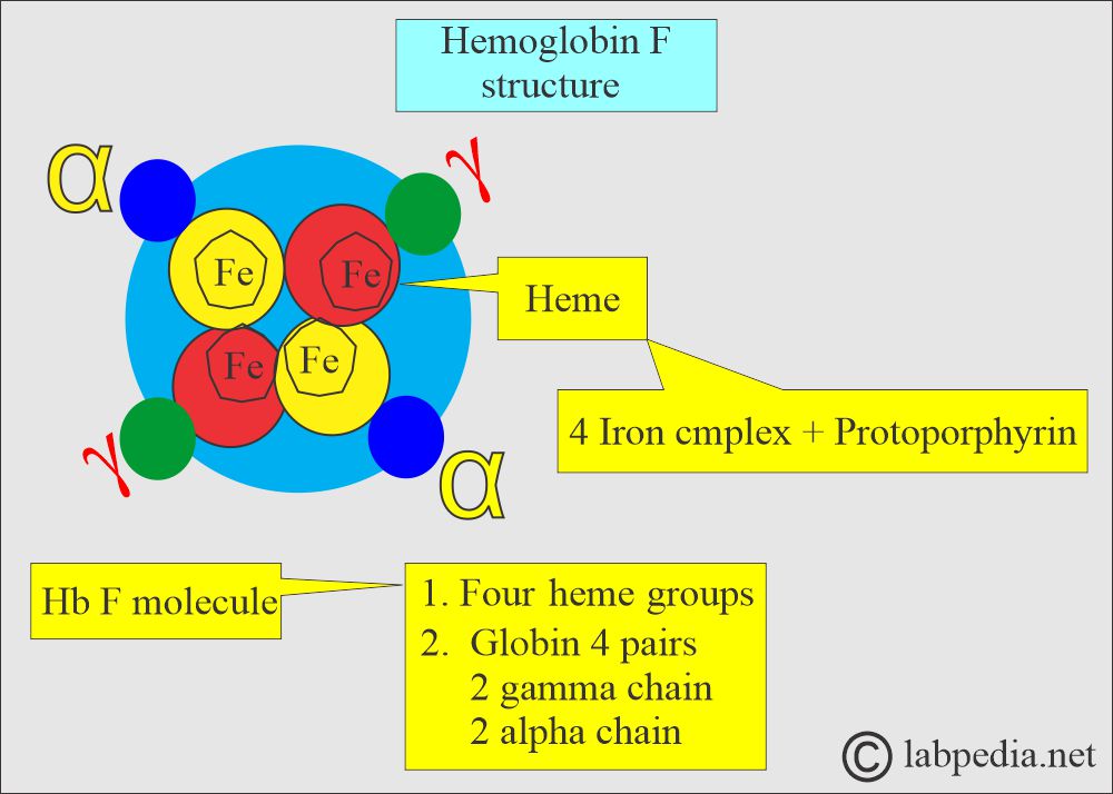 Hemoglobin F (Hb F) structure