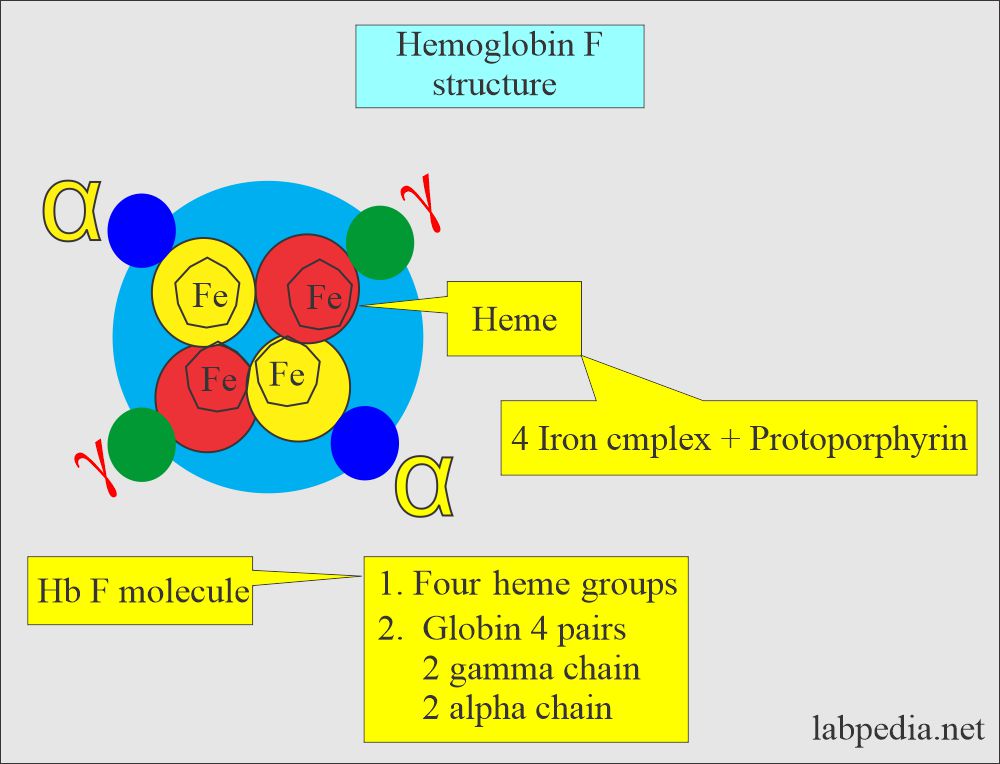 Fetal Hemoglobin (HbF): Hb F structure