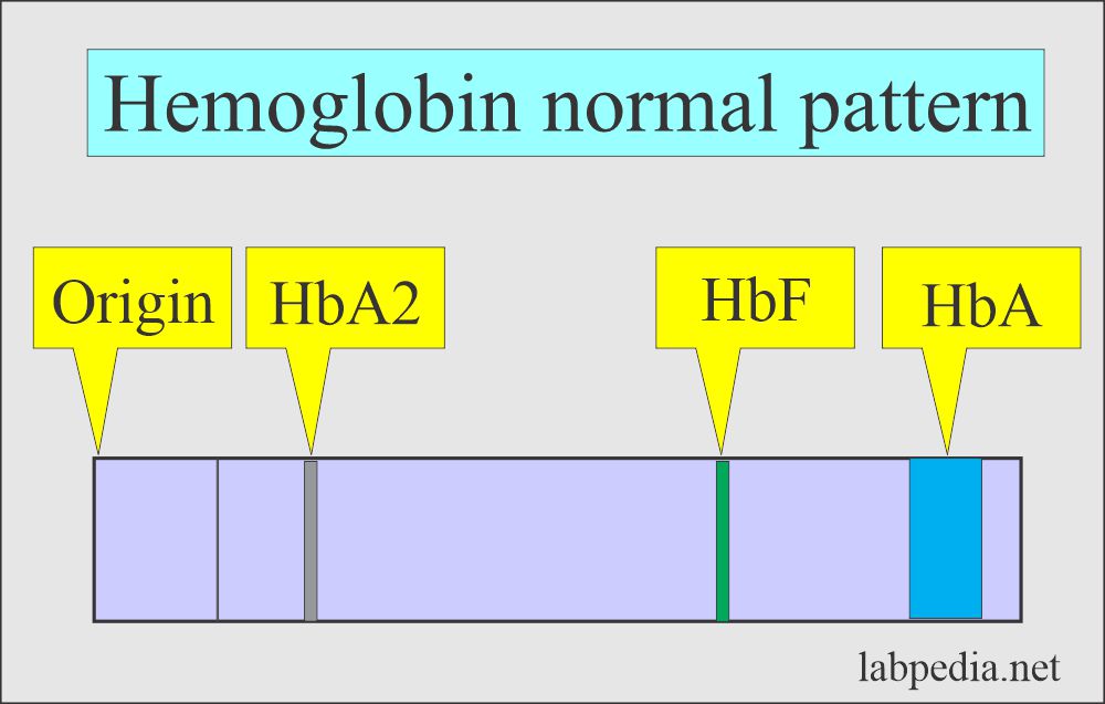 Hb electrophoresis normal pattern